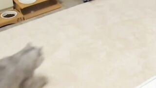 Funny Power kicks by Cat on febspot