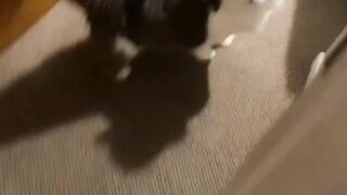 Beautiful cat ask for food on febspot