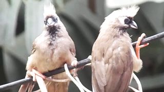 Beautiful birds | birds video | follow