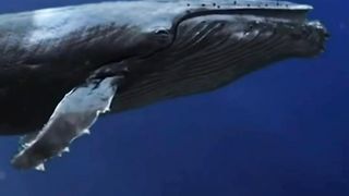 Whale fish information