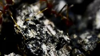 Facts about ants