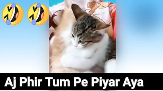 Most funny cute cat video | Cat romance