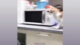 Funny Dog And Cat, Funniest Animals #185