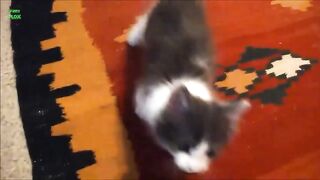 Funny cute Cats/9