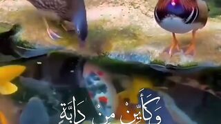 quraan ki telawt