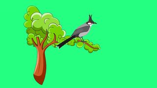 Kids Bird????