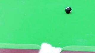 Funny Puppy Making Fun
