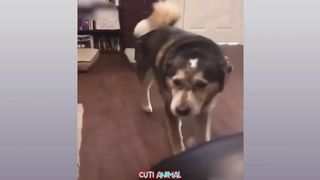 Funny Dog And Cat, Funniest Animals #186