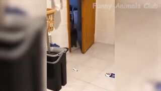Best Funny Animals Videos - Cute Cats???? and Crazy Dogs???? Videos Compilation!