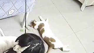 2million views |Funny animal video viral tiktok #113