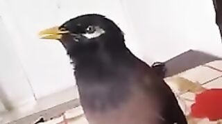Video of a bird talking like a human being
