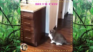 T????p FUN Cat Fight Compilation Video | 4K | EPIC CAT FIGHTS | REAL SOUND