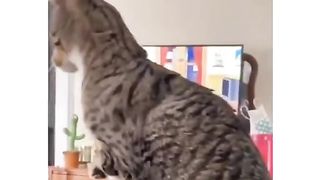 Животные