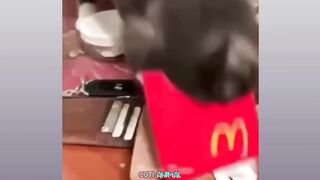 Funny Dog And Cat, Funniest Animals #188