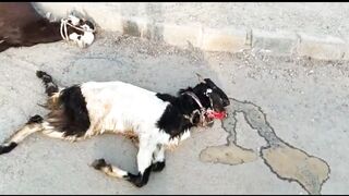 Yeh kia Hogya he bakro ko? aur aisa kon si bimaari me hota hai? #bakra #goat #bakravideo #bakre
