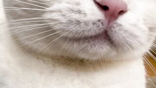 Meown meow