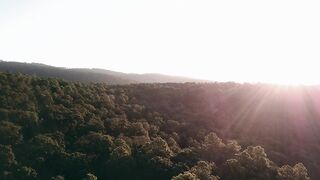 Sun rays over forest tree top