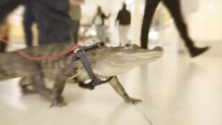 40 Biggest and Most Unique Pets People Actually Own