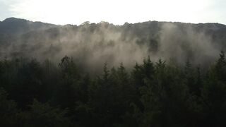 slow aerial view through a mist covered forests