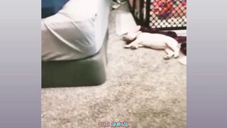 Funny Dog And Cat, Funniest Animals #189