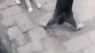 Cat fight wwe