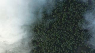 Amazing view above the clouds that cover a large forests