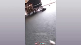 Funny Dog And Cat, Funniest Animals #190