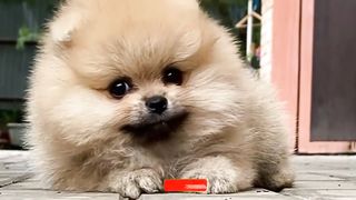 Cute Dogs, Animals, Beautiful Dogs, Pet and animals.Baby dogs,Funny dogs,Animals Video,