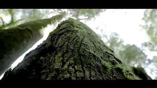 Forest view