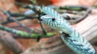 10 Biggest Snakes Ever Captured !