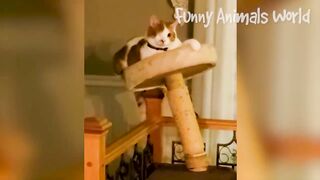 Funniest Dogs And Cats Videos ???? - Best Funny Animal Videos 2022 ???? #5