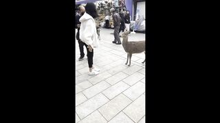 Deer in Japan politely bow for treats #shorts