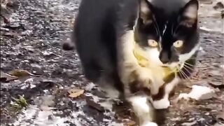 Funny cats memes  videos compilation best