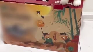 Super funny cats
