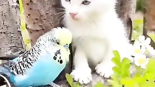 My Beautiful Cat | My Cat