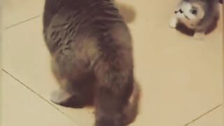Fun cat