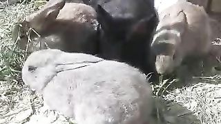 Rabbits