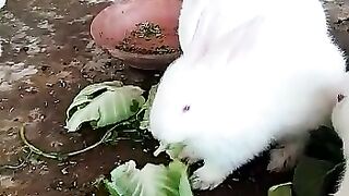 Cute white rabbits
