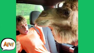 When Animals "ATTACK!" ???? | Funny Animal Fails