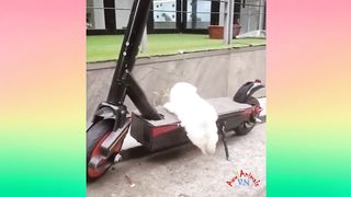 Tingkah lucu kucing dan anjing bikin ketawan ngakak