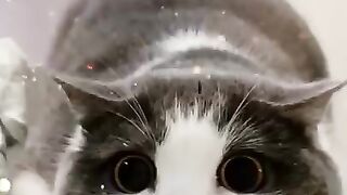 KUMPULAN KUCING LUCU, GEMESIN, GEMOY, BIKIN NGAKAK | Kumpulan Video Tiktok Kucing Lucu Menggemaskan