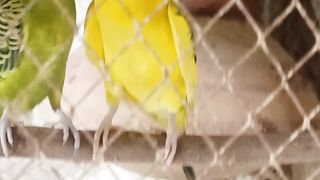 My loving budgies hogo pair