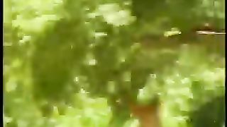 Lion vs monkey