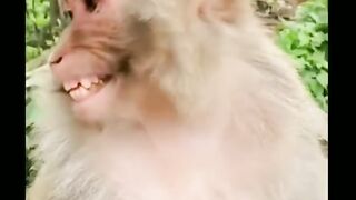 how a smoker monkey laugh LOL????????????