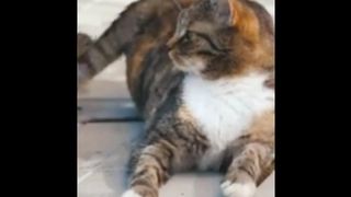 Funny Cat ???? Animals Video||????????????