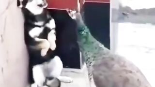 Best funny animal #animalvideoes