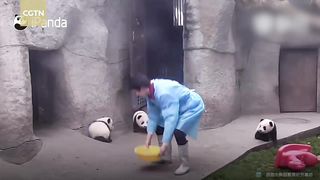 Cute alert! Giant panda cuddles with keeper during shower time