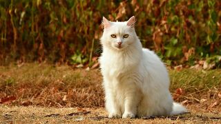 Funny Cute baby cats|funny cats video|kittens vioce
