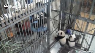 Top 10 Panda Videos Of The Year