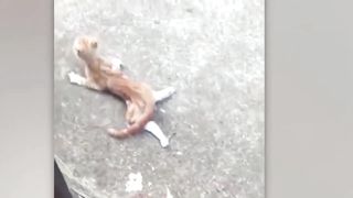Animal asked for help and people responded - Faith in Humanity
